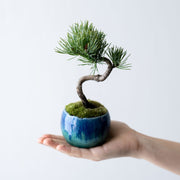 鉢色：流氷（高さ：約21㎝  幅：約12㎝）