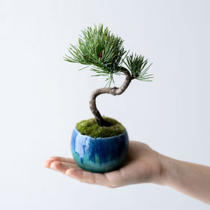 石木花 銀八房ゴヨウマツ ギフトにも最適なミニ盆栽 – By Emotion