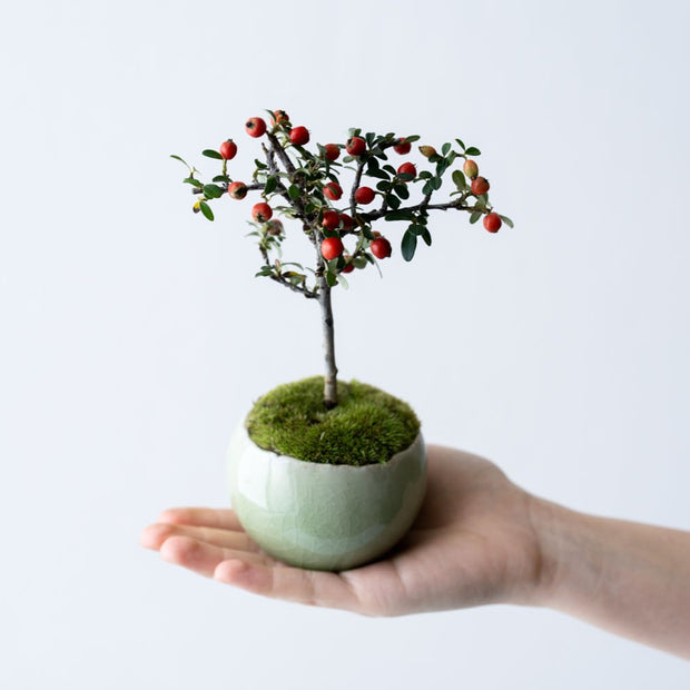 鉢色：若草<br>高さ：約19㎝　幅：約12cm