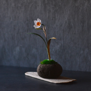 水仙　金の葉<br>一輪挿しの「時山　浮石（小）」は別売りとなります。