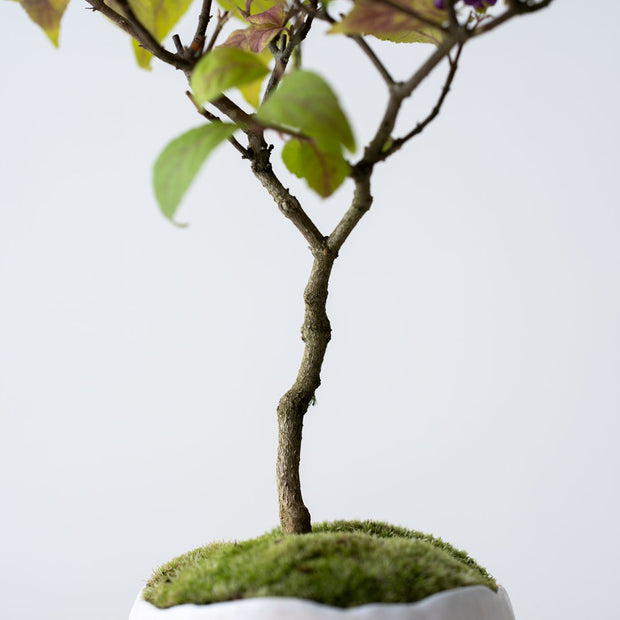 石木花　コムラサキ（受け皿セット）