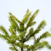 細やかな針葉、伸びやかに広がる枝ぶり