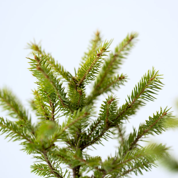 細やかな針葉、伸びやかに広がる枝ぶり
