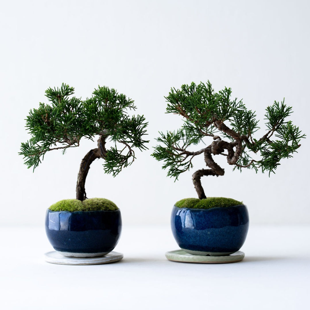 人気作家さん　盆栽鉢 石木花 糸魚川シンパク（受け皿セット） ギフトにも最適なミニ盆栽