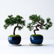 自然のもののため、一鉢ごとに美しい個性があります