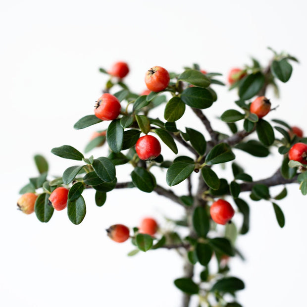 実がなり徐々に赤く色づきます