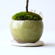 鉢色：うぐいす