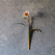 水仙　金の葉<br>長さ約22cm