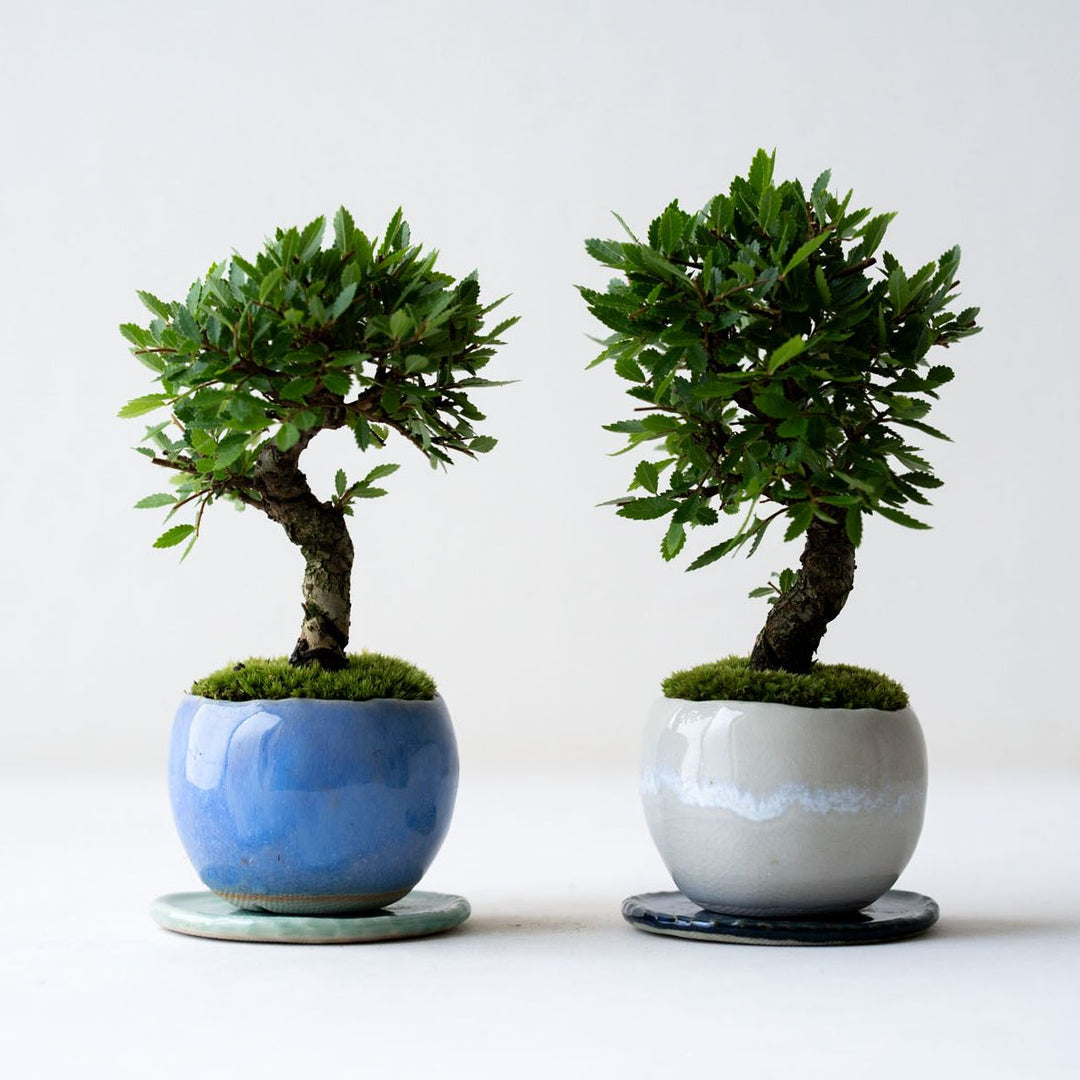 与*郎様 石木花の盆栽 3点セット 鉢植え ミニ盆栽 ギフトのススメ