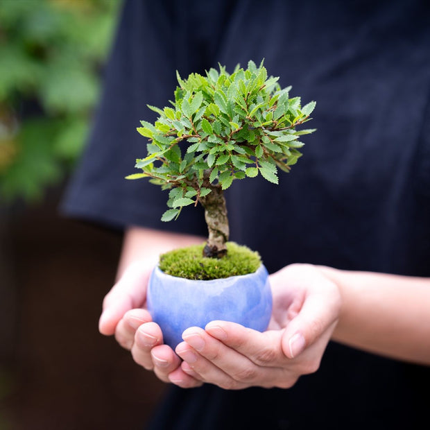 石木花 ニレケヤキ（受け皿セット）| 四季を楽しむミニ盆栽・ギフトに
