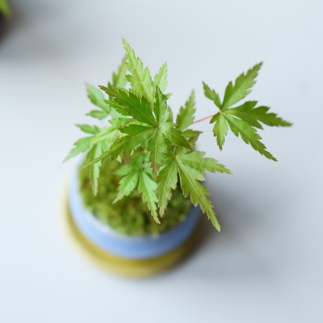 盆栽 ヤマモミジ 山もみじ／ヤマモミジ盆栽（NA-006） | 和の暮らし盆栽店 | 公式