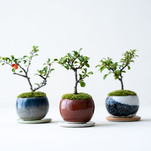 鉢色は3色展開となります。