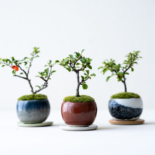 鉢色は3色展開となります。