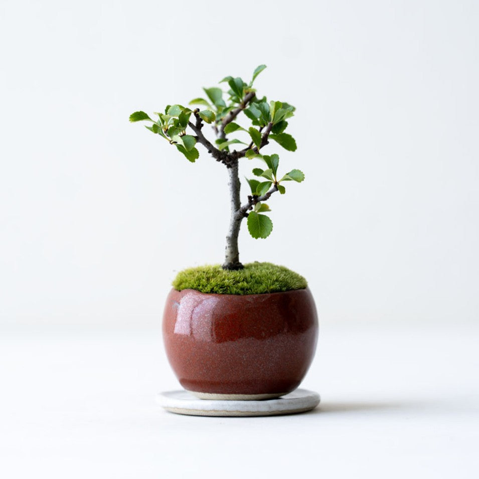 石木花 長寿梅（受け皿セット） 手のひらサイズの新しい盆栽 – By Emotion