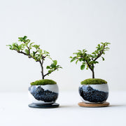 植物ですので一つ一つ個体差があります。<br>お手元に届く木との出会いを楽しみにお待ちいただけますと幸いです。