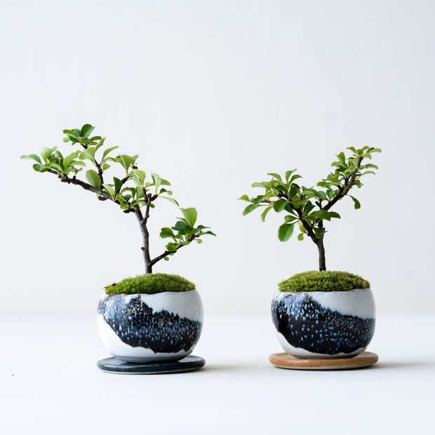植物ですので一つ一つ個体差があります。<br>お手元に届く木との出会いを楽しみにお待ちいただけますと幸いです。