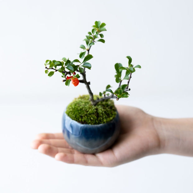 鉢色：宵雫　　高さ：約16㎝  幅：約11㎝