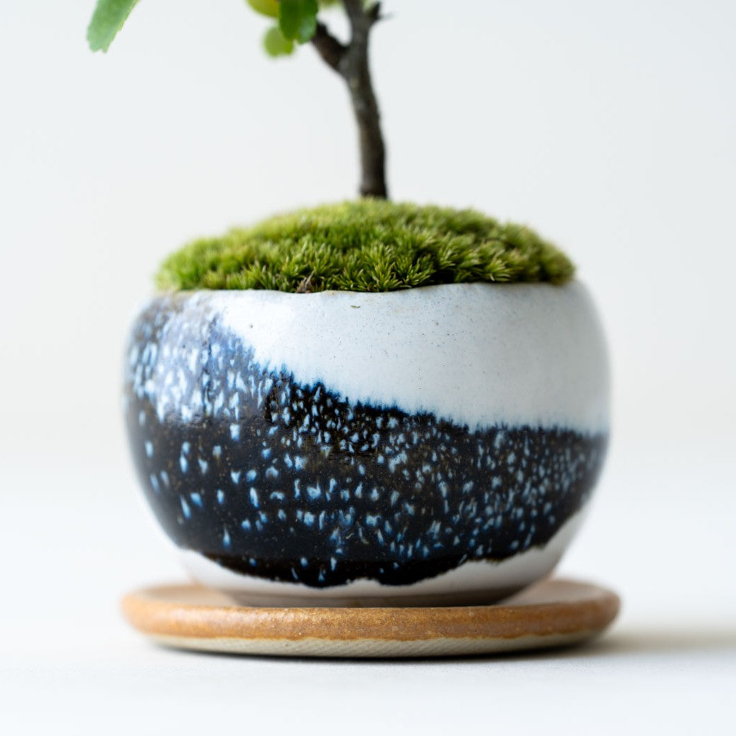 石木花 長寿梅（受け皿セット） 手のひらサイズの新しい盆栽