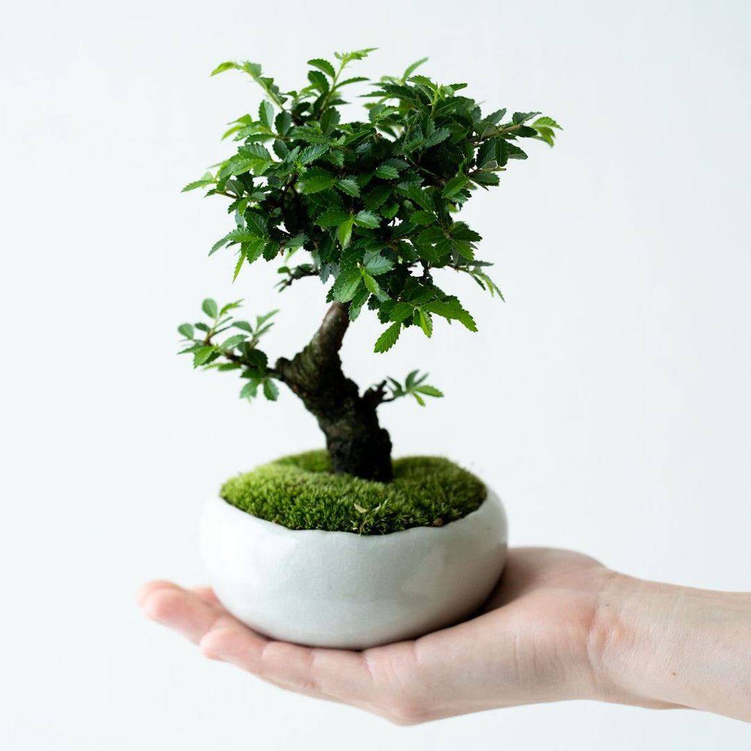 石木花 ニレケヤキ（受け皿セット）| 四季を楽しむミニ盆栽・ギフトに