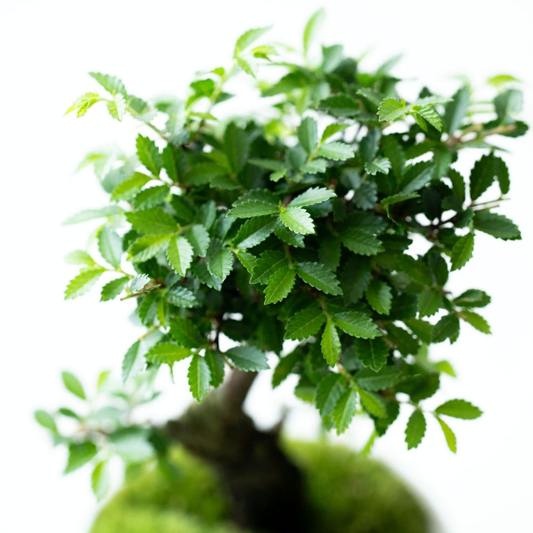 石木花 ニレケヤキ（受け皿セット）| 四季を楽しむミニ盆栽・ギフトに