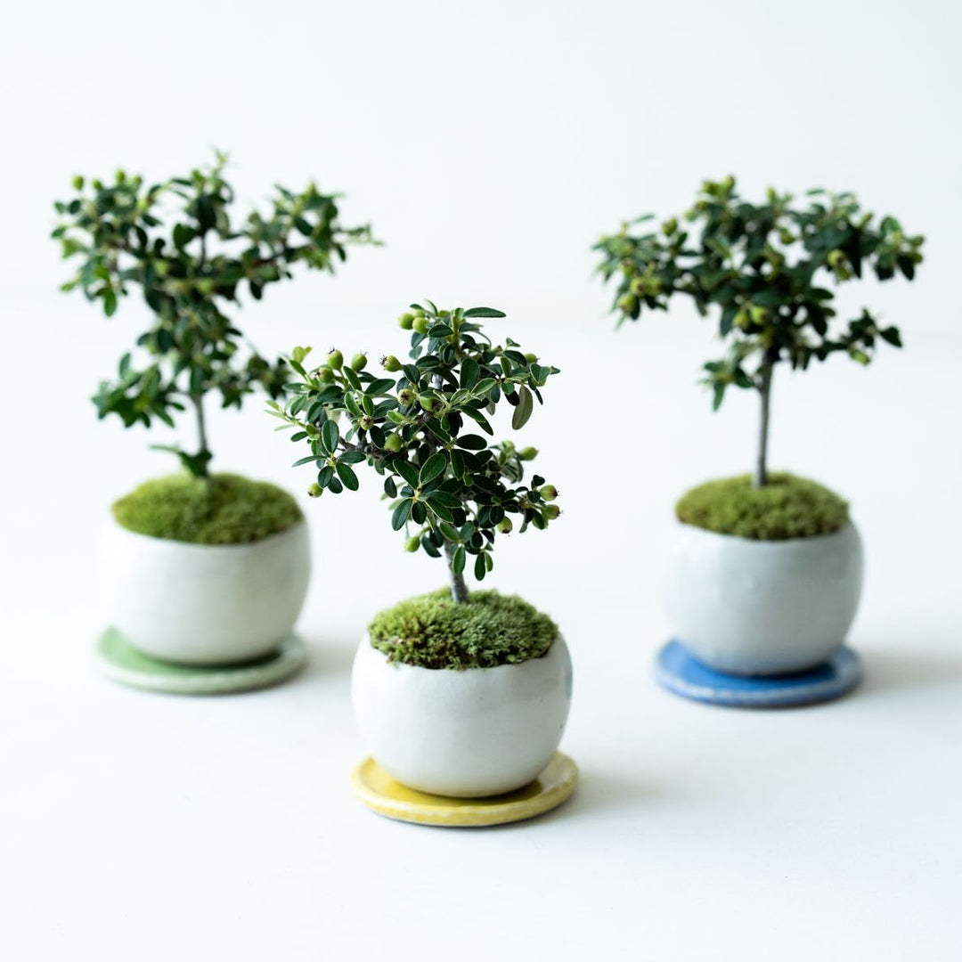 珍品】自然石 水石 石鉢 盆栽用 約30cm ミニ手水鉢 ミニチュア 楽天