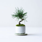 鉢色：白萩<br>高さ：約12㎝　幅：約12㎝