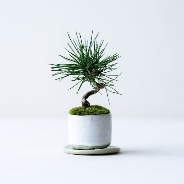 鉢色：白萩<br>高さ：約12㎝　幅：約12㎝