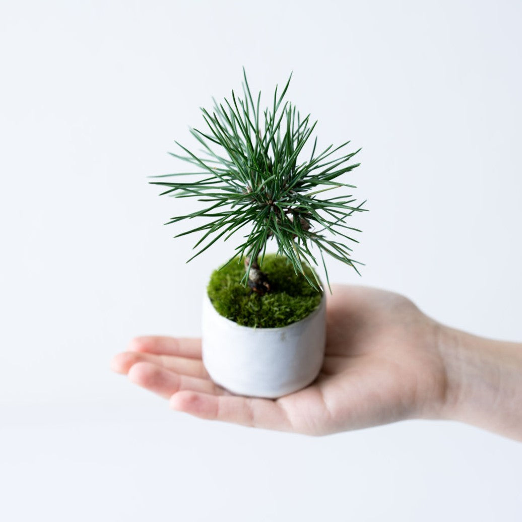 石木花 クロマツ（受け皿セット） ギフトにも最適なミニ盆栽 – By Emotion