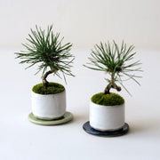 受け皿もセットでお届けします<br>※鉢色とマッチした違和感のない色をランダムにセレクトいたします