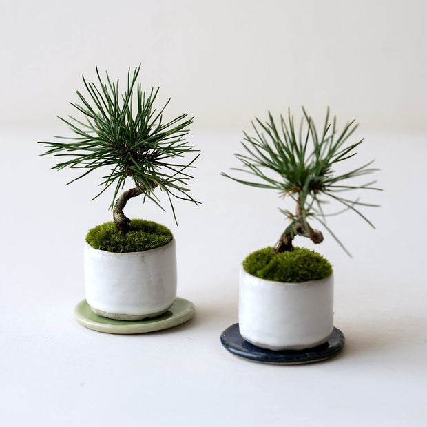 受け皿もセットでお届けします<br>※鉢色とマッチした違和感のない色をランダムにセレクトいたします