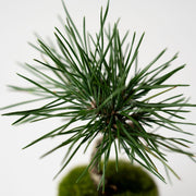 細やかな枝ぶりの、品とした佇まい