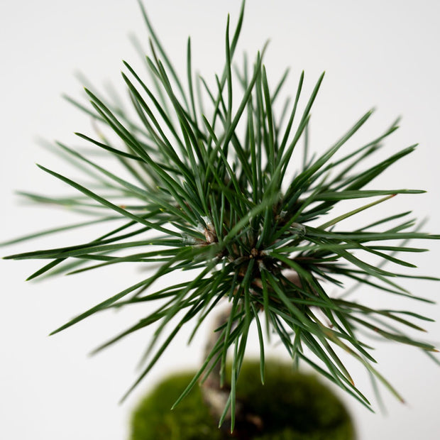 細やかな枝ぶりの、品とした佇まい