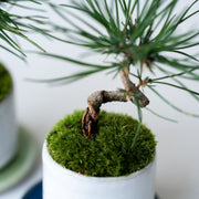 丈夫で育てやすいので、盆栽初心者にもおすすめ