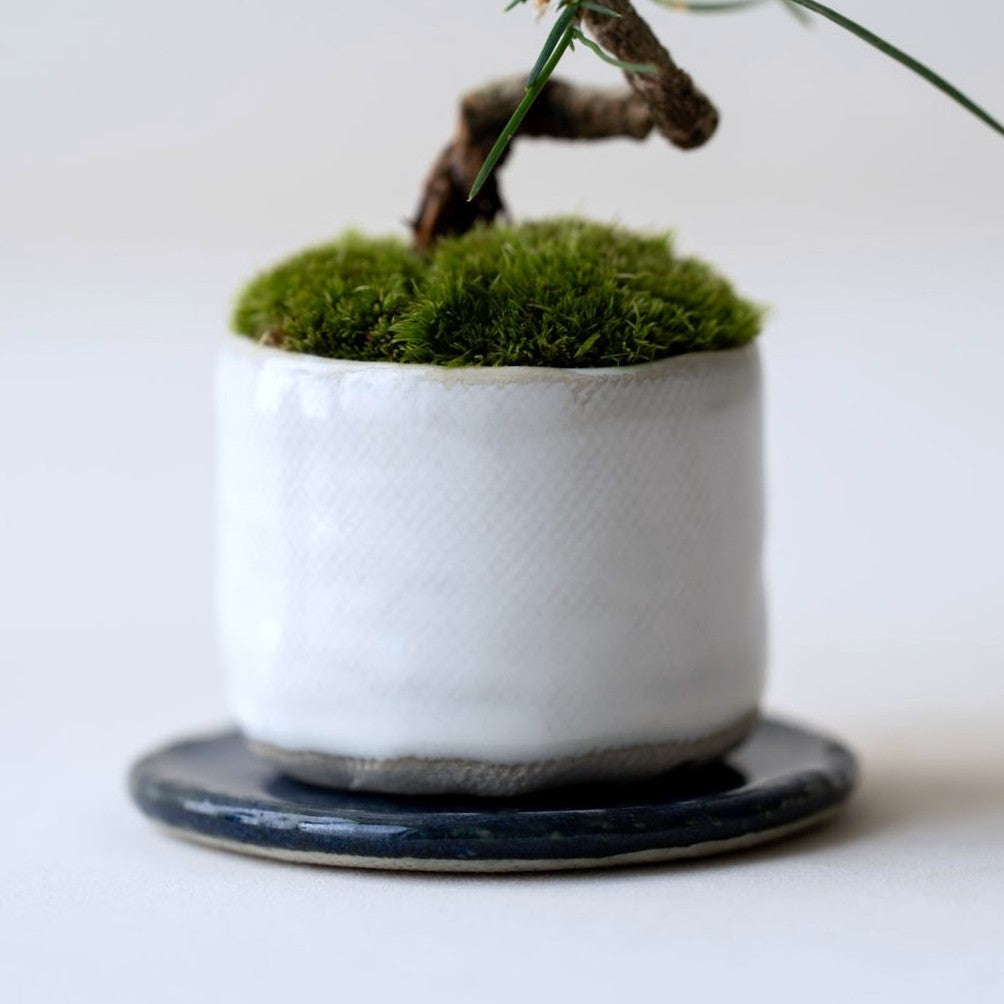 石木花 クロマツ（受け皿セット） ギフトにも最適なミニ盆栽 – By Emotion