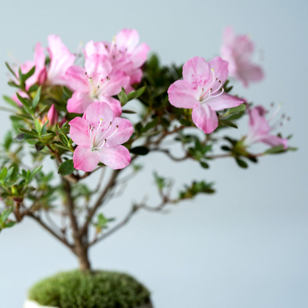 石木花 深山霧島ツツジ ミニ盆栽 受け皿セット | ギフトにも最適 – By