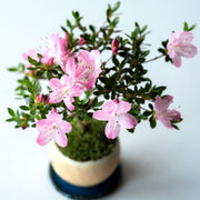 鶴扇の花（ピンク）：大きめのお花を咲かせます