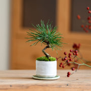 盆栽界の王道を称される人気樹種<br>鉢色：白萩<br>高さ：約12㎝　幅：約12㎝