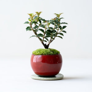 石木花 ヒイラギ 香り姫 ギフトにも最適なミニ盆栽 – By Emotion