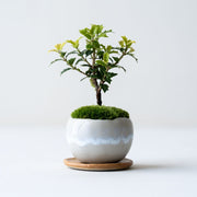 鉢色：淡雪<br>高さ：約15㎝　幅：約11㎝