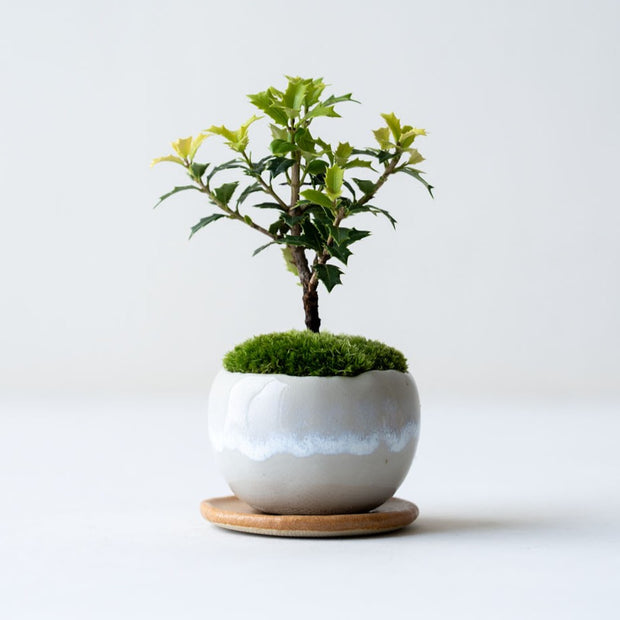 鉢色：淡雪<br>高さ：約15㎝　幅：約11㎝