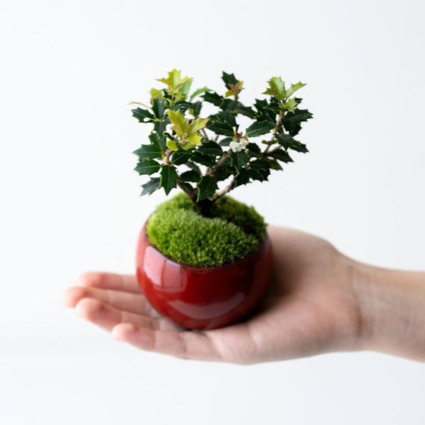 鉢色：赤硝子<br>高さ：約15㎝　幅：約11㎝