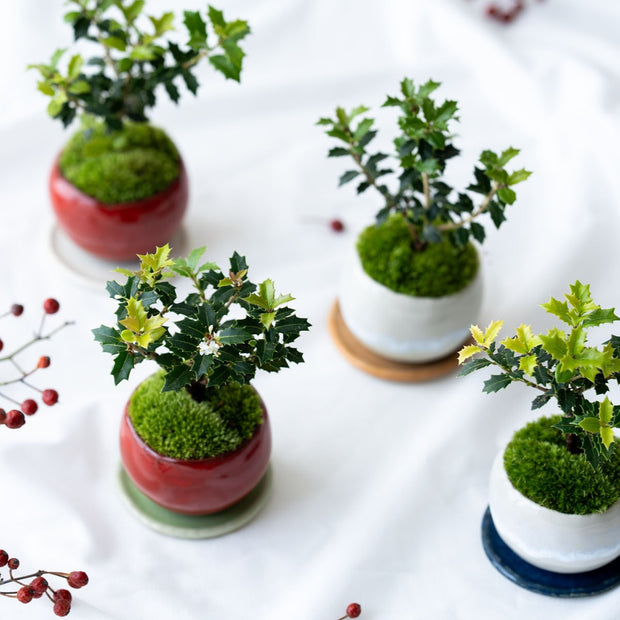 鉢色に合わせたお皿も一緒にお届けいたします（カラーはランダム）