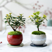 クリスマスでお馴染みの、冬を代表する樹種