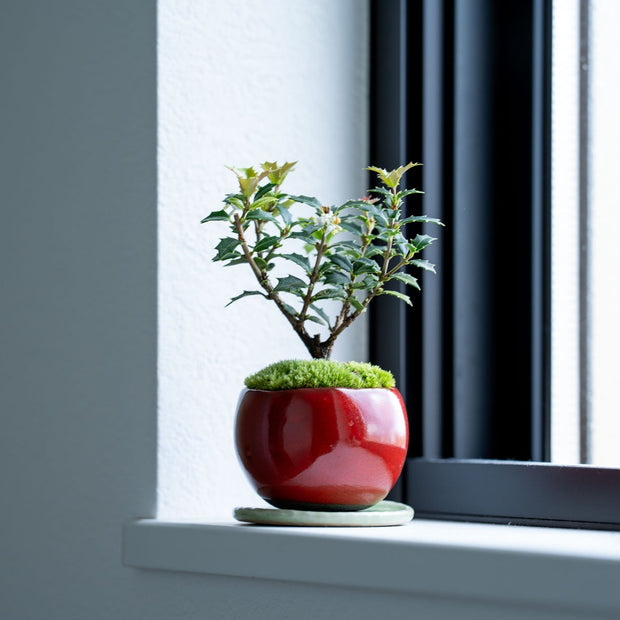 冬の間も落葉せず、1年中青々とした葉姿