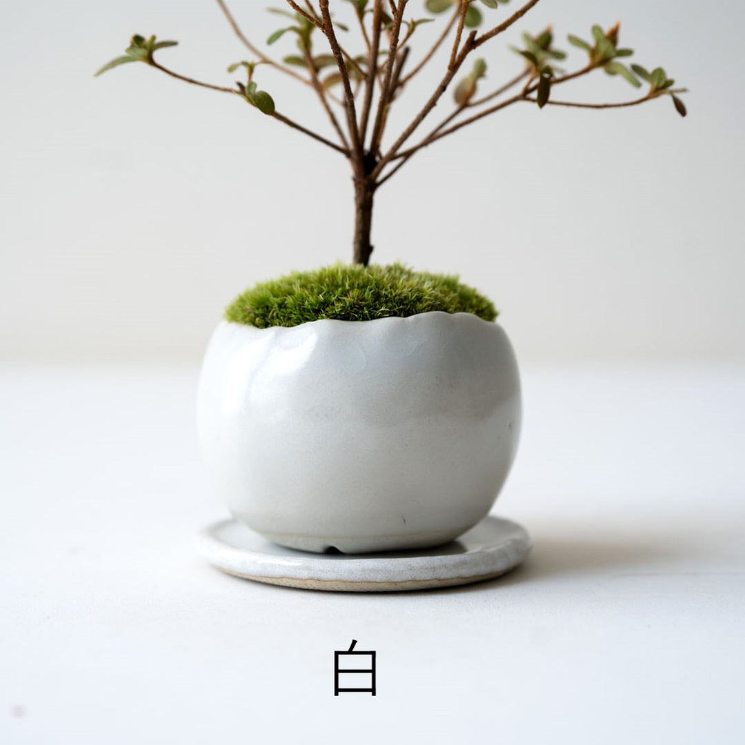 石木花 深山霧島ツツジ ミニ盆栽 受け皿セット | ギフトにも最適 – By