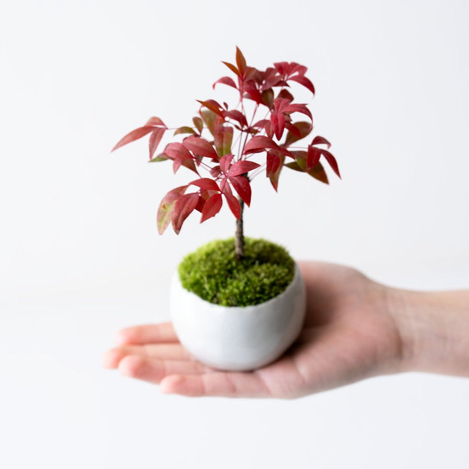 石木花 お多福ナンテン（受け皿セット） ギフトにも最適なミニ盆栽