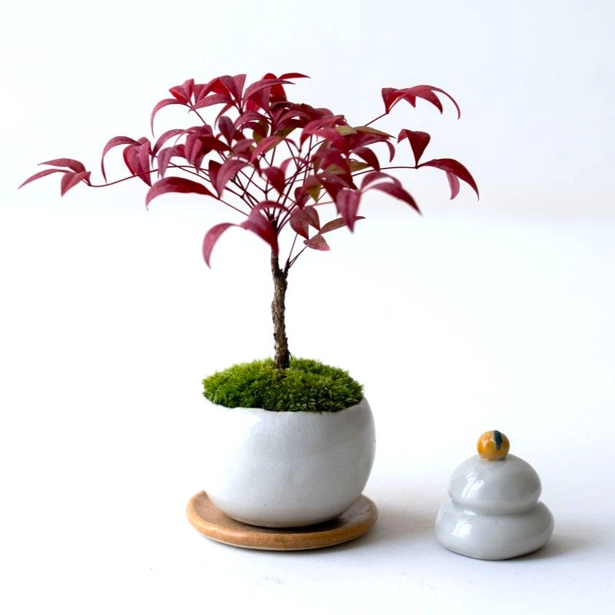 石木花 お多福ナンテン(受け皿セット) ギフトにも最適なミニ盆栽 石木花 お多福ナンテン(受け皿セット) ギフトにも最適なミニ盆栽