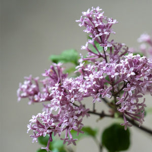 春に美しい紫色の花を咲かせます