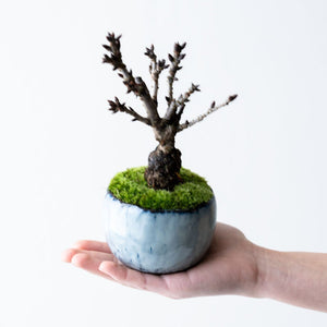 石木花 旭山桜（受け皿セット）ギフトにも最適なミニ盆栽 – By Emotion