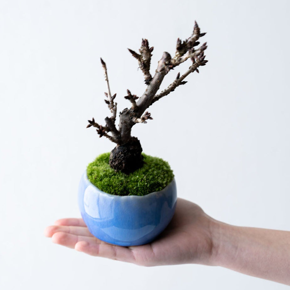 石木花 旭山桜（受け皿セット）ギフトにも最適なミニ盆栽 – By Emotion